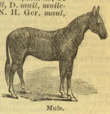 An engraved illustration of a mule standing in profile.