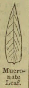 A botanical illustration of a narrow, pointed leaf with branching veins.