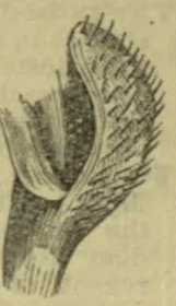 A detailed drawing of a feather, showing its shaft and branching barbs.