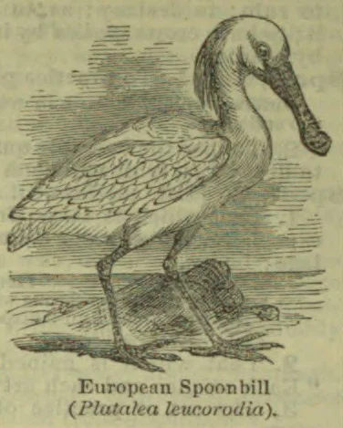 An engraved spoonbill stands in shallow water, with its long, flattened bill curved downward.