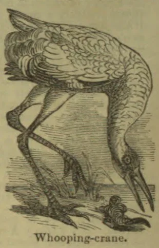 An engraved illustration of a whooping crane standing with its long beak lowered toward the ground.