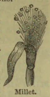 An illustration of a millet plant with a branched seed head and leaves.