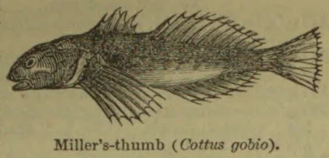 A detailed line drawing of a fish shown in profile, with prominent spiny fins.