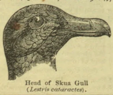 An engraved illustration of the head of a skua gull, shown in profile facing right.
