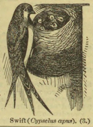 A swift clings beside a nest containing several young birds.