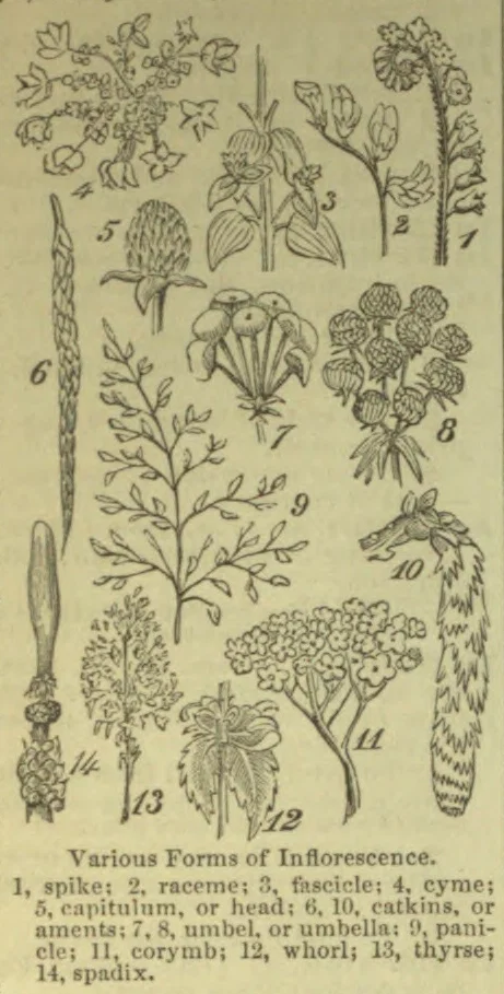 A botanical illustration showing various forms of inflorescence, with plant drawings numbered to match the key.