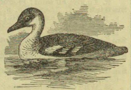 An engraved swan floats on the water beneath a cloudy sky.