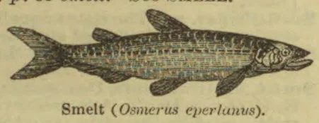 An engraved illustration of a smelt fish shown in side view.