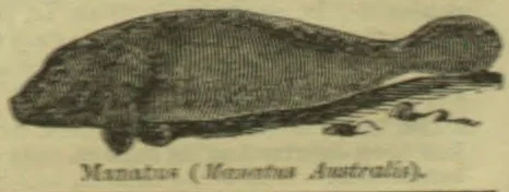 An engraving of a manatee swimming.
