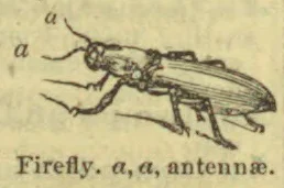 An elongated firefly is shown with two antennae labeled a.