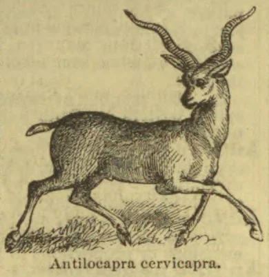 An antelope-like animal with long, curved horns is shown running across a patch of grass.