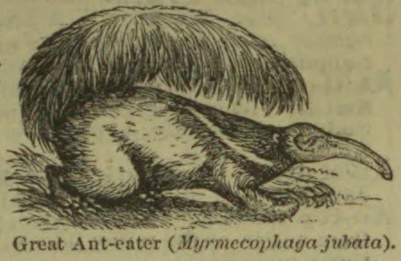 An engraved illustration of a great anteater with a long snout and bushy tail.