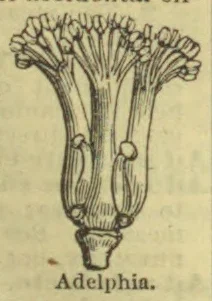 A botanical diagram showing stamens grouped into bundles.