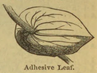 A botanical drawing of a leaf with branching veins and a long stalk.