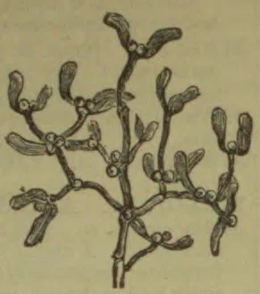 A hand-drawn branching, plant-like specimen with small paired leaf- or bud-like structures along its stems.