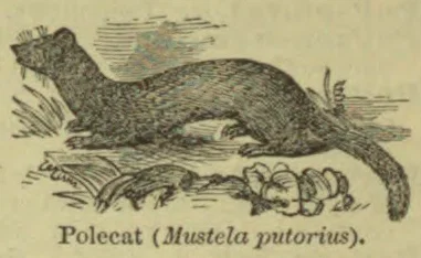 An engraved polecat is shown lying above a small group of prey or food.