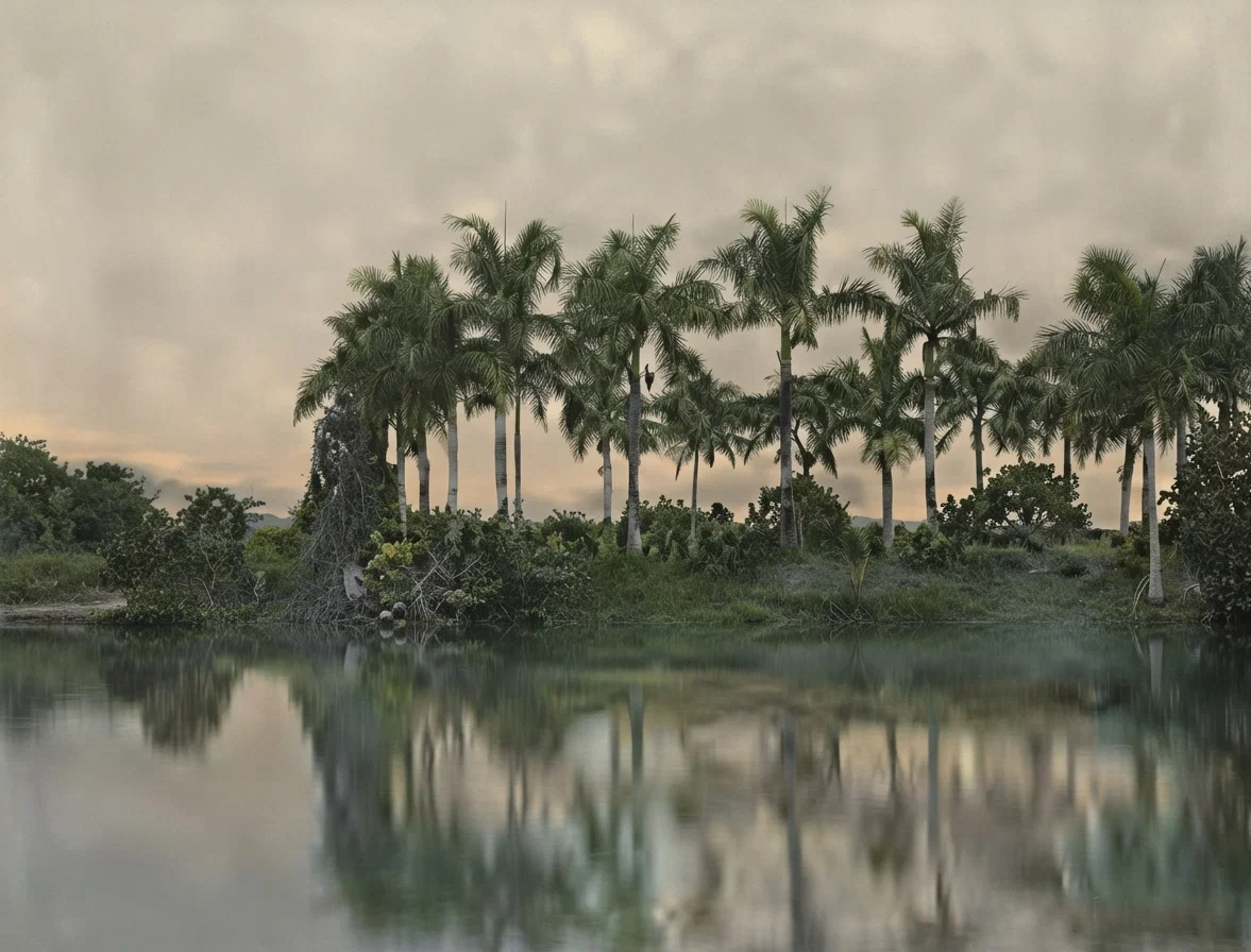 Palms Reflecting in Water