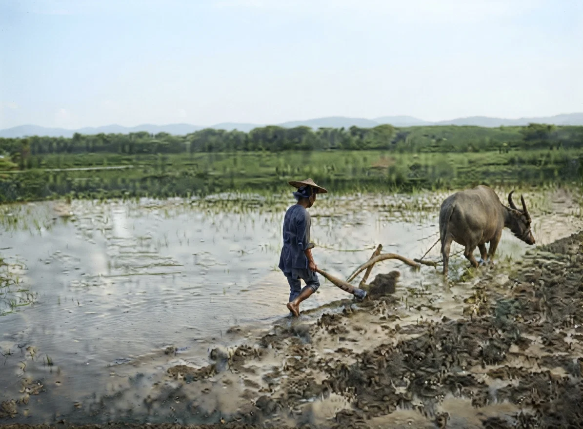 Plowing Rice-fields in West River Delta, with Water-buffalo.