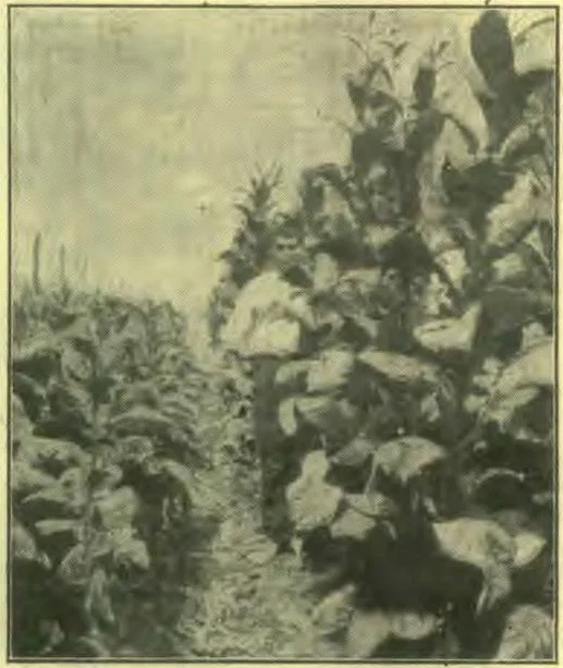 A Field of Tobacco, One of the World's Very Worst Curves.