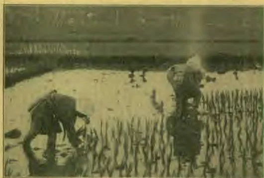 Transplanting Rice.