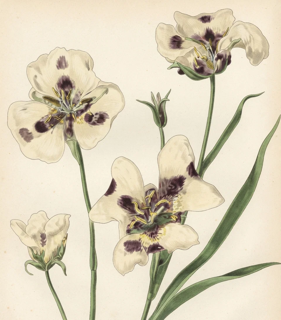 Mariposa Lily.