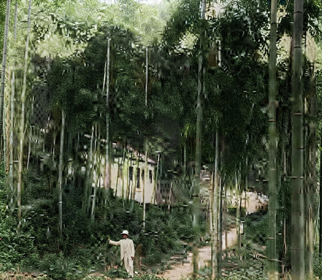 Here is our little church in the bamboo forest at Mokanshan, China. Note the size and height of these trees.
