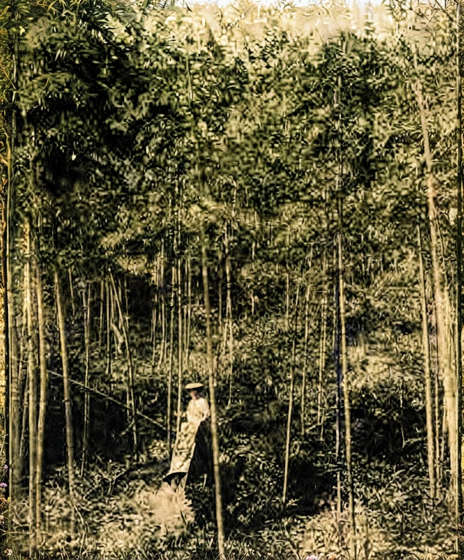 This gives a fine idea of a bamboo grove. Note the luxuriant growth of the foliage underfoot, and the sparkling effect of the sun shining through the tree tops. Beautiful wild flowers grow here in abundance.