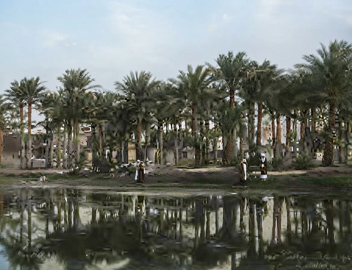 Palms in Egypt by the Nile.