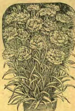 JOHN LEWIS CHILDS, Floral Park, N. Y.