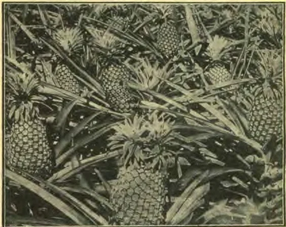 Pineapples growing, large, juicy, and with a flavor superior to those in the markets in the States
