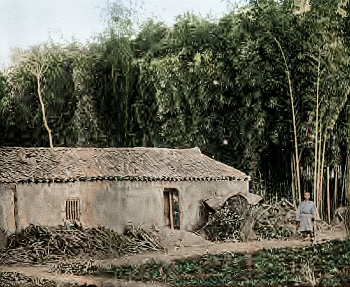 A FARMHOUSE IN A BAMBOO FOREST.