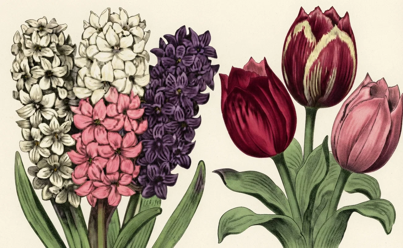 G.C. FLOWERING BULBS FOR C
