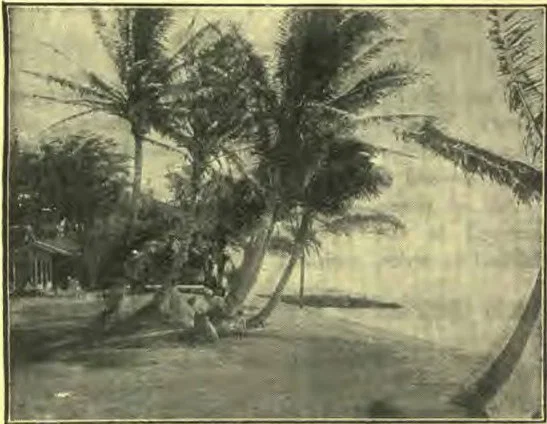 A glimpse of Kapiolane Park, Honolulu. Palms grow with wonderful invariance. Larger palms we could not photograph.