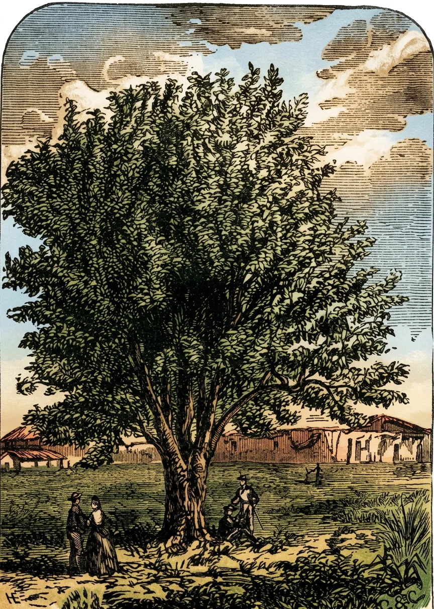 An Olive Tree.