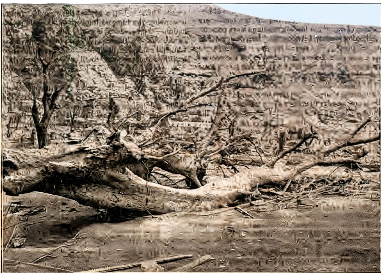 Scene Near Base of Mt. Pelee, Characteristic of Destruction of Trees. (See Article on Page 9.)