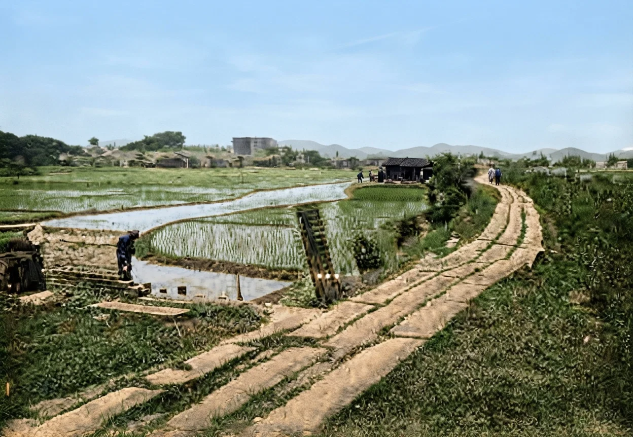 Among the Rice Fields of South China.