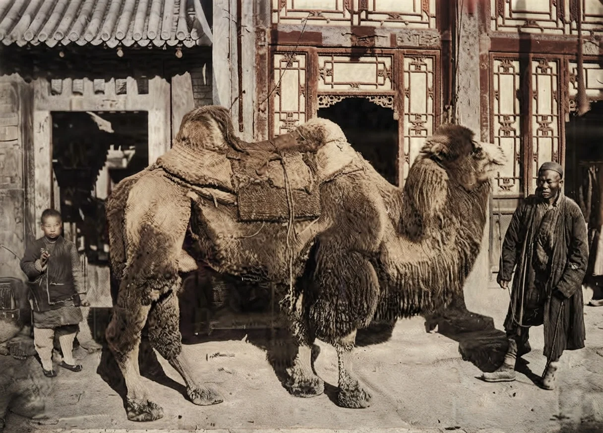 Transport camel used in traffic between Peking and the plains of Manchuria and Mongolia