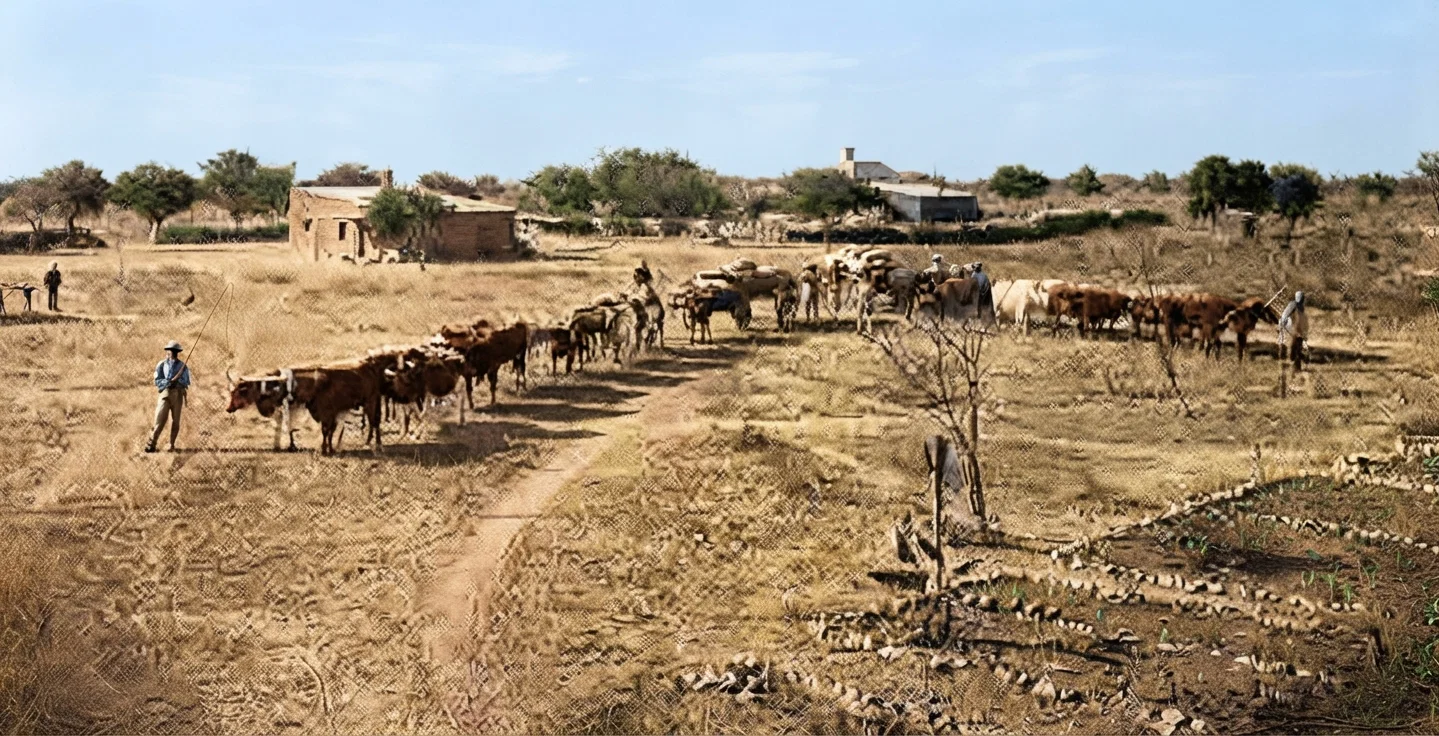 Ox Teams Starting to the Railroad with Grain, Solusi Mission, Matabeleland. (See Page 25.)