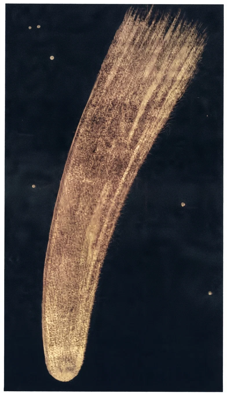 A sketch of Halley's Comet as it appeared in 1835, made by the Danish astronomer F. G. W. Struve. Doubtless somewhat exaggerated.
