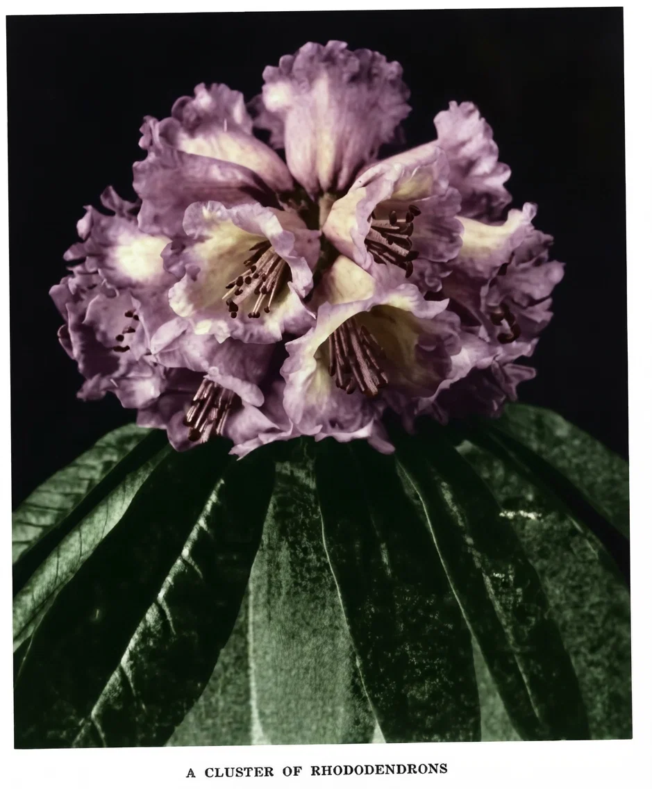A CLUSTER OF RHODODENDRONS