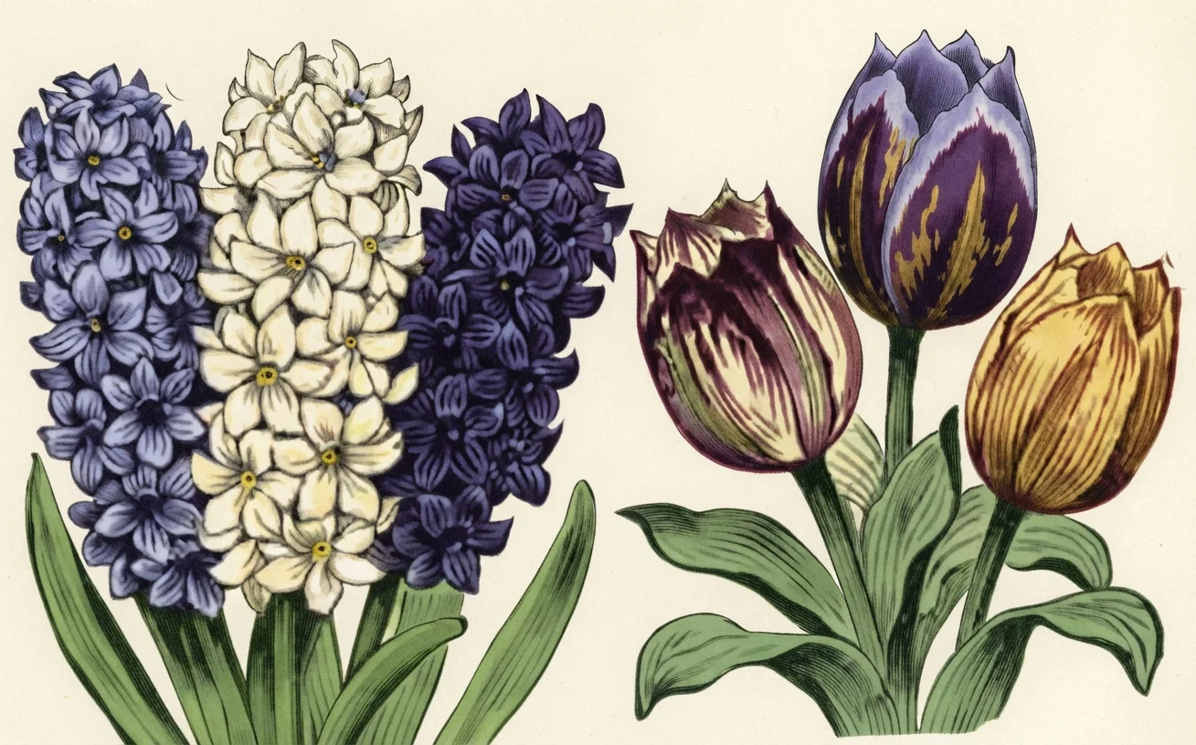 20 FLOWERING BULBS FOR 1.0